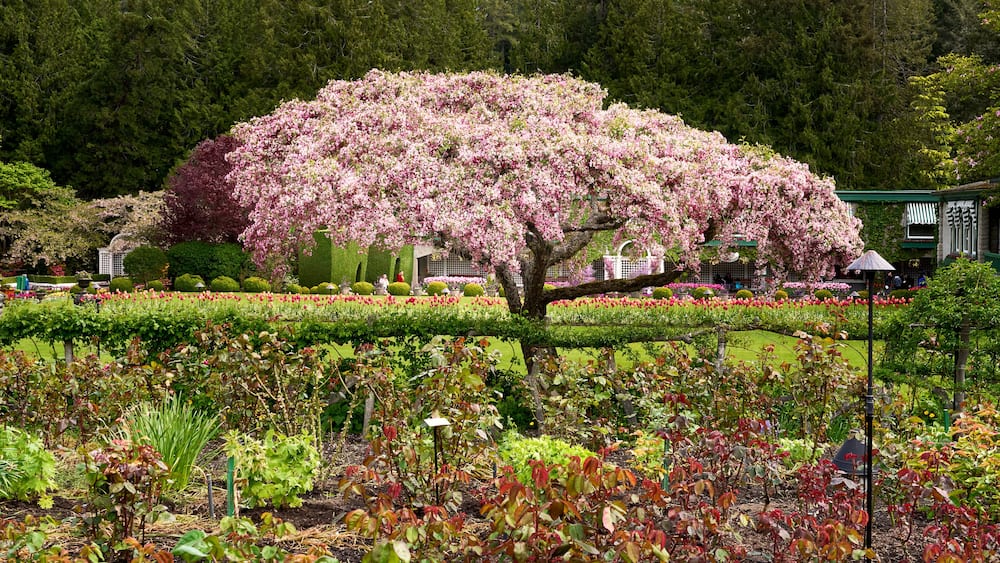 A cherry blossom tree in full bloom surrounded by a well-maintained garden with various plants and flowers.