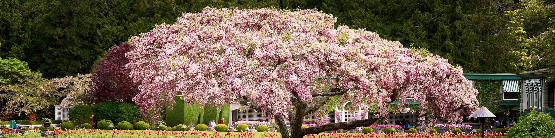 A beautiful ornamental Japanese Cherry Tree amongst the gardens at Butchart Gardens, Victoria, BC.