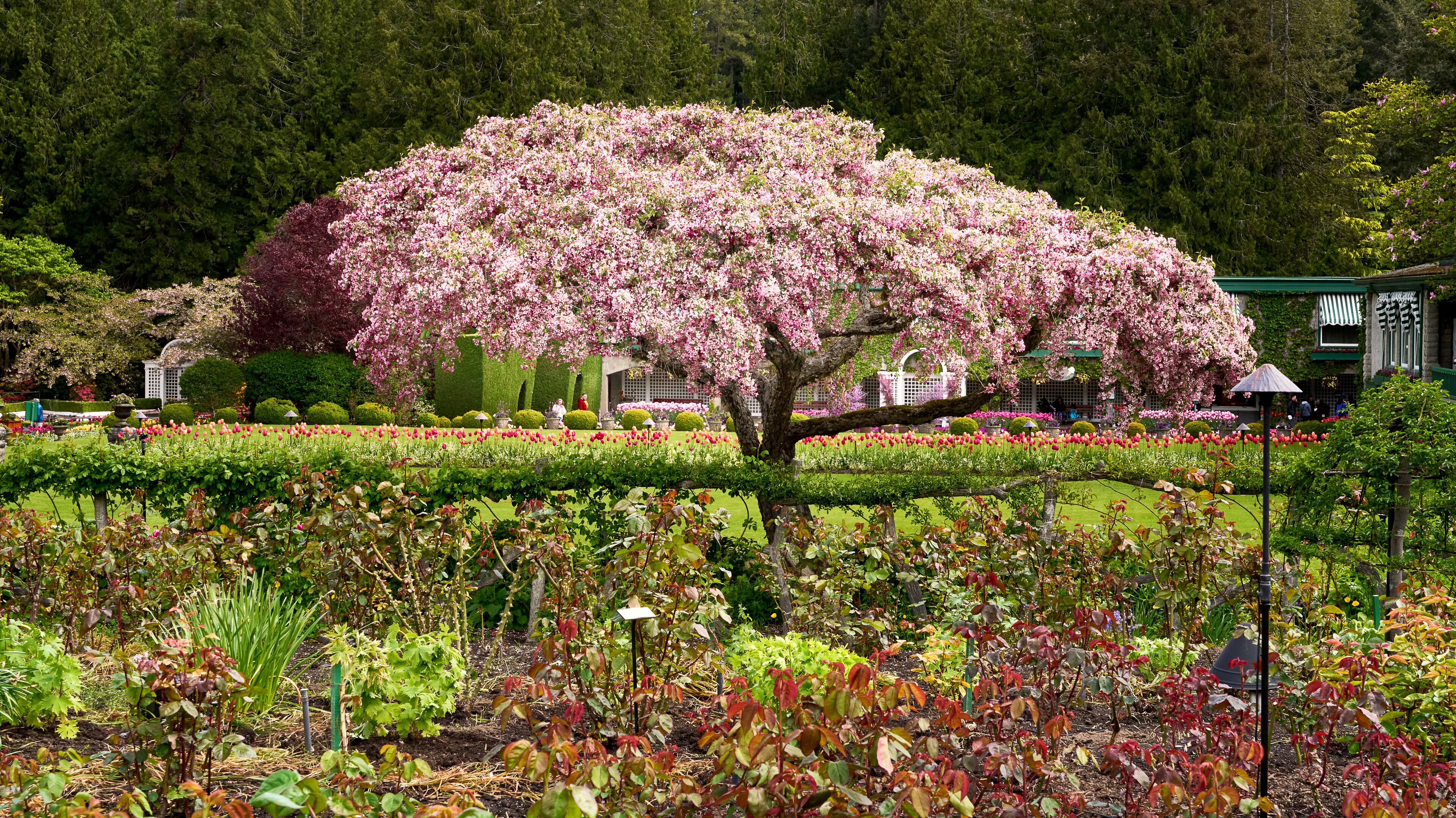 A cherry blossom tree in full bloom surrounded by a well-maintained garden with various plants and flowers.