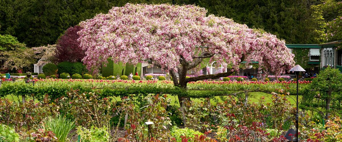 A cherry blossom tree in full bloom surrounded by a well-maintained garden with various plants and flowers.