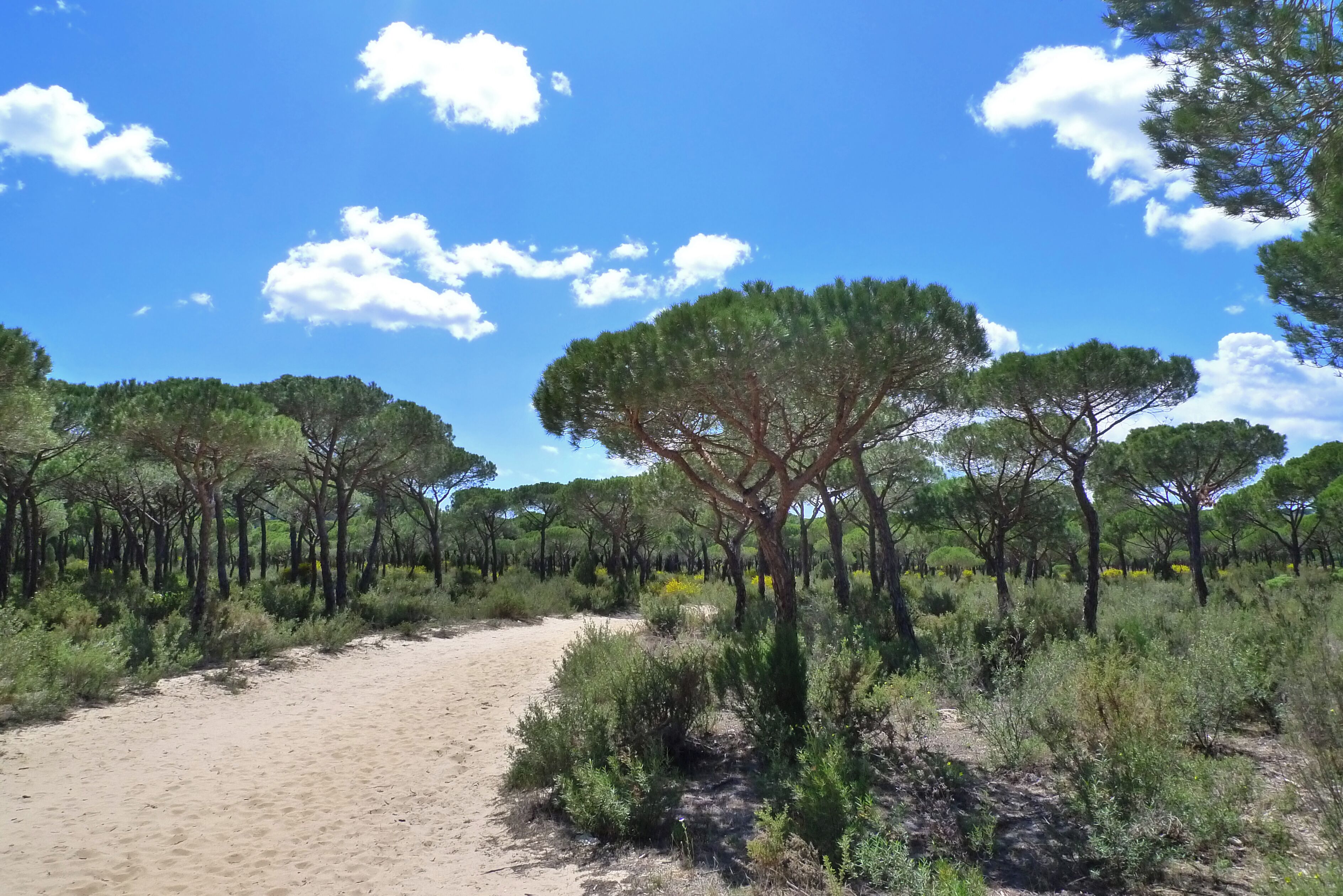 Pinus pinea, Doñana National Park (Andalusia, Spain).