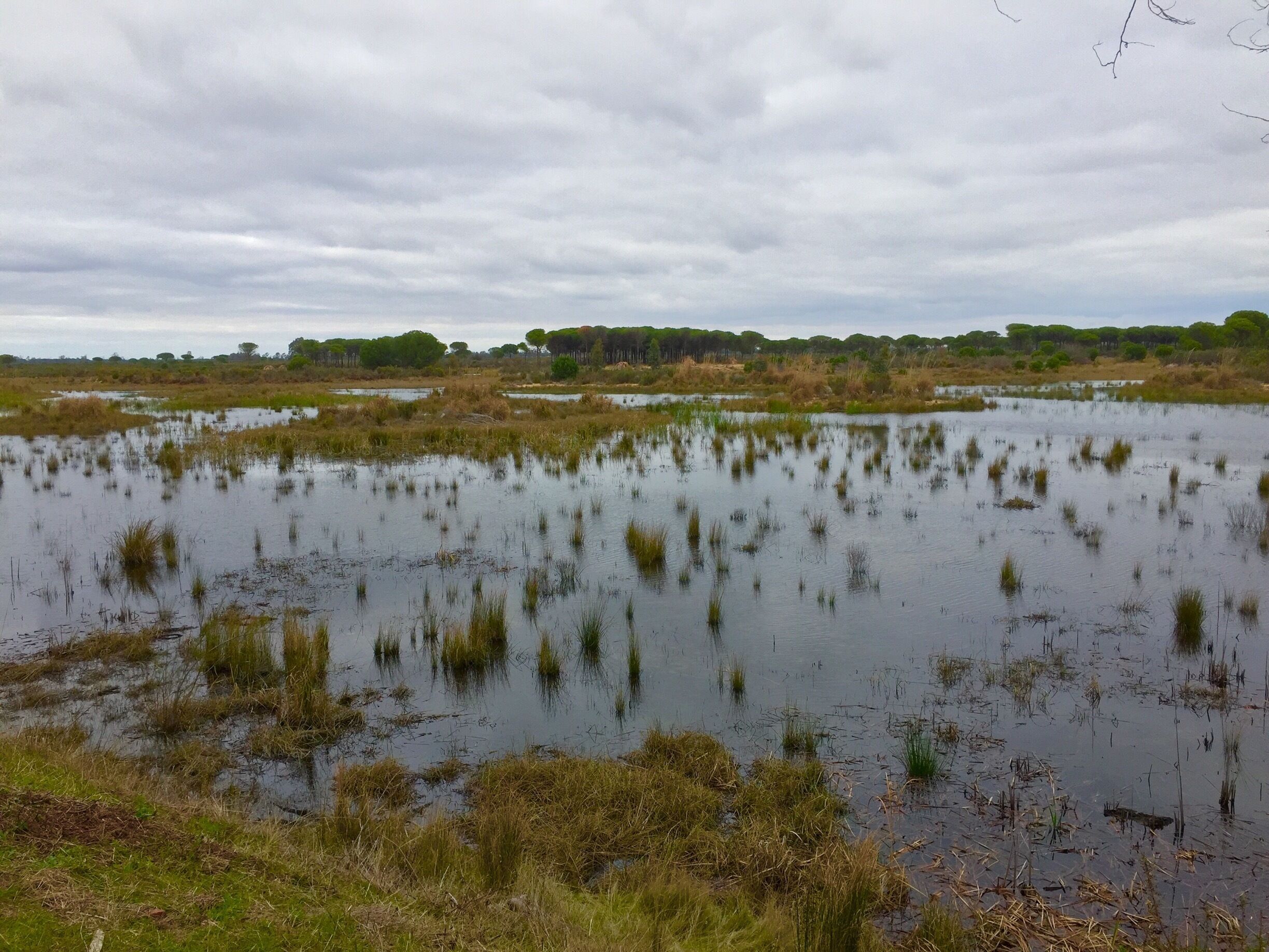 Lakes (lagunas) in the Parque Nacional de Doñana. Andalucía. Spain