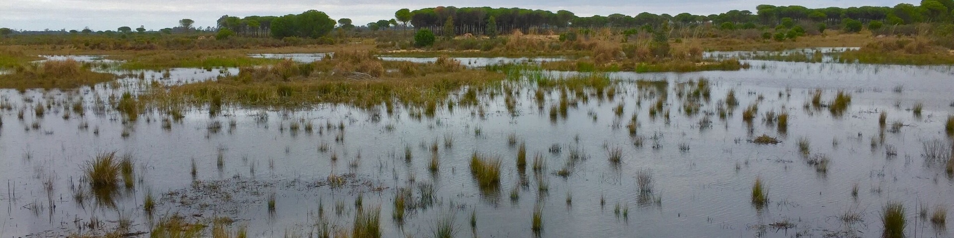 Lakes (lagunas) in the Parque Nacional de Doñana. Andalucía. Spain