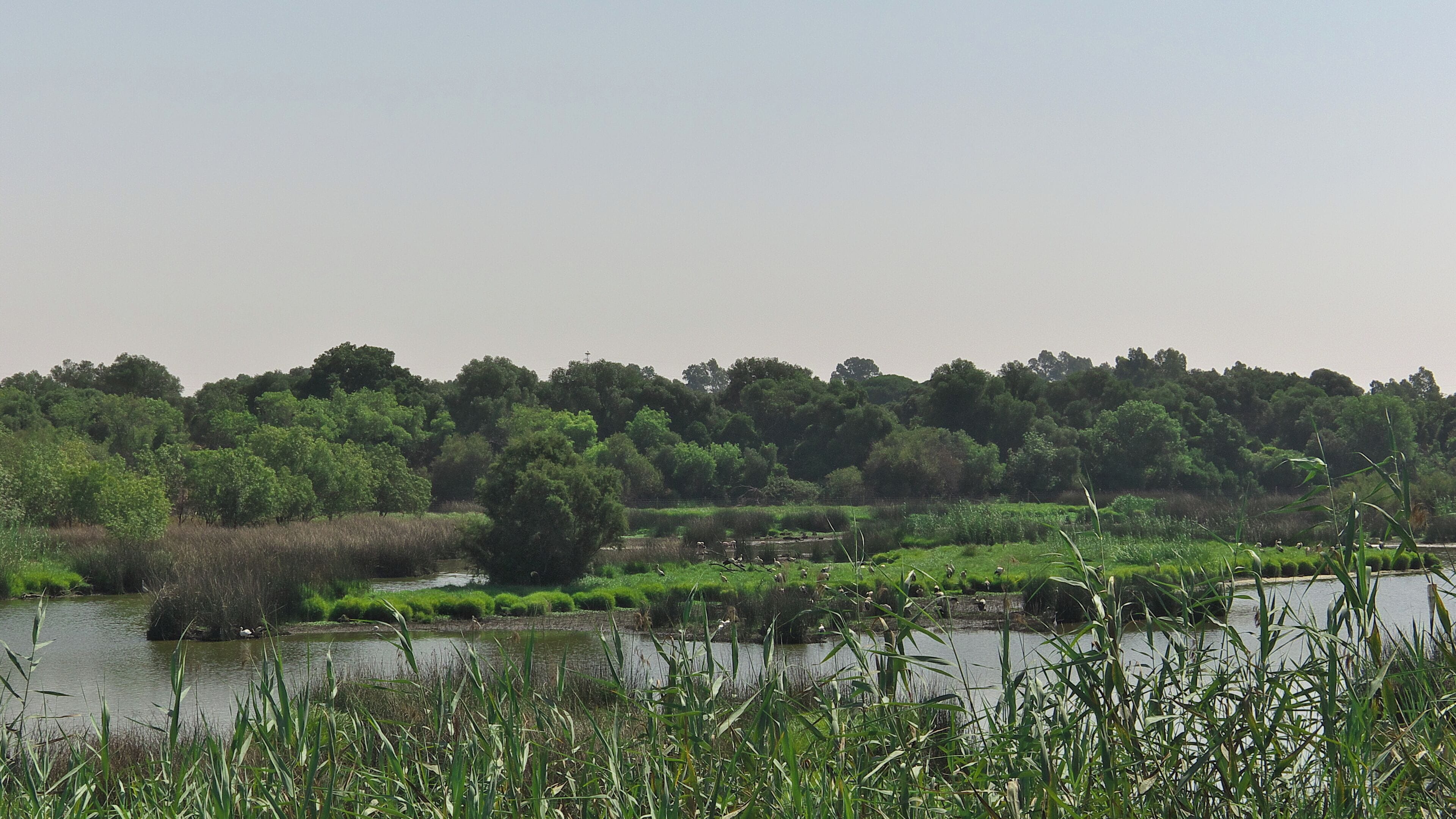 La Focha común (Fulica atra), la Garza imperial (Ardea purpura), o Morito (Plegadis falcinellus), usuarios del Parque Nacional de Doñana (Huelva)