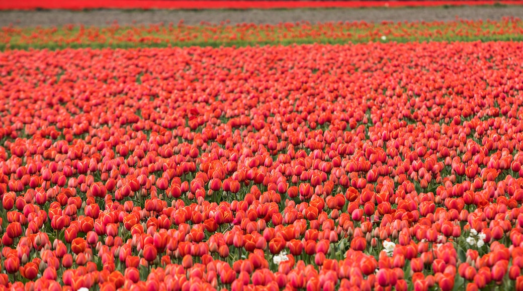 Red Tulips fields of the Bollenstreek, South Holland, Netherlands