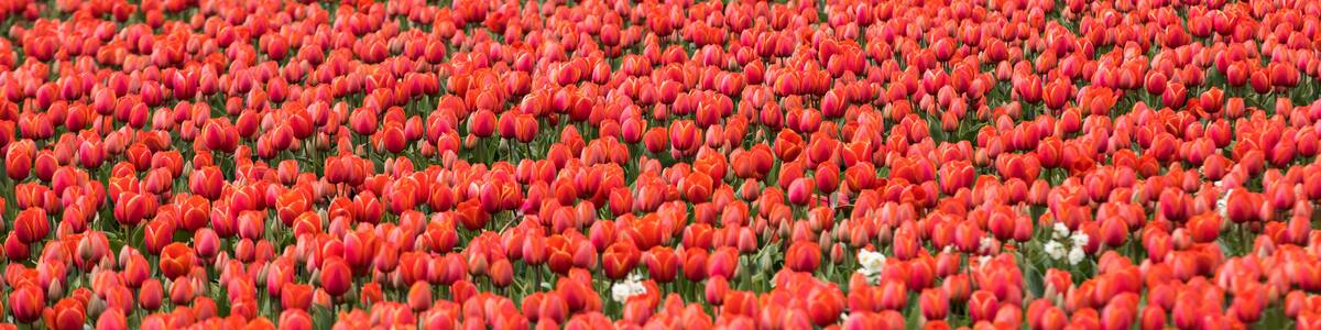 Red Tulips fields of the Bollenstreek, South Holland, Netherlands