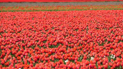 Red Tulips fields of the Bollenstreek, South Holland, Netherlands