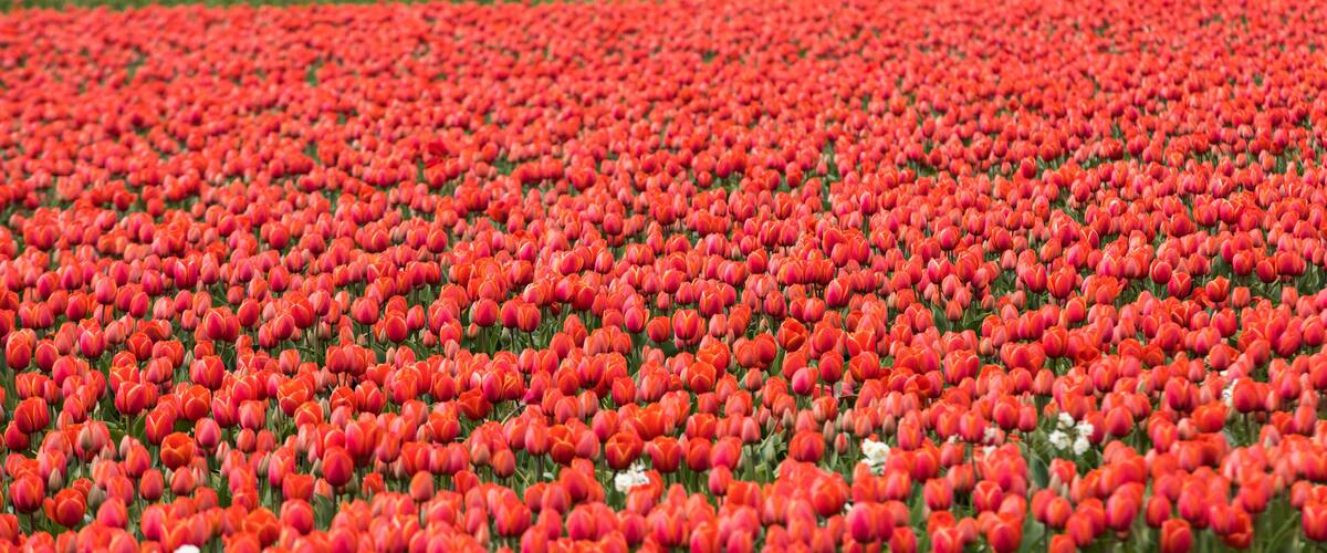 A field of red tulips.