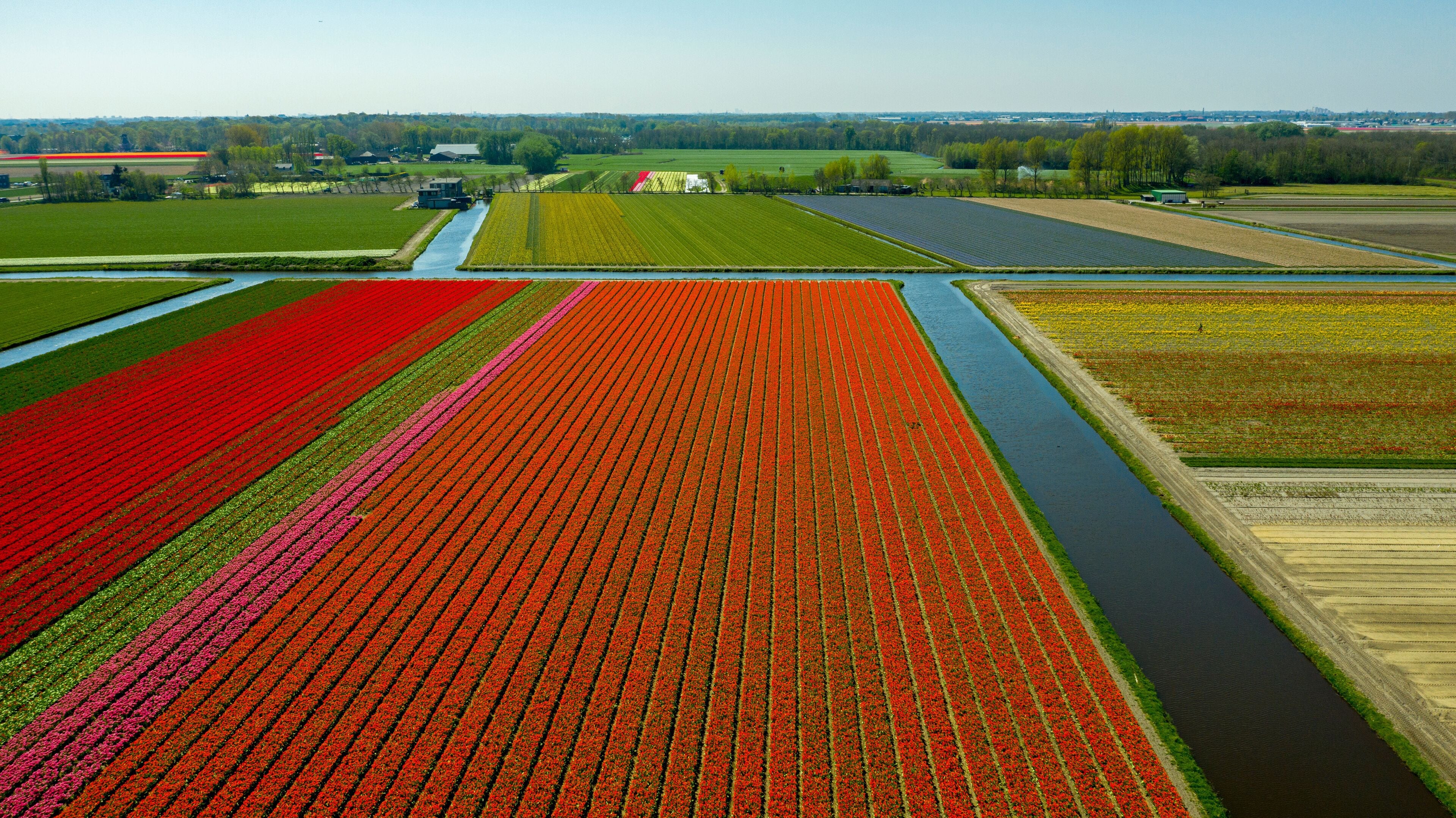 Aerial view of bulb-fields in springtime, located between the towns of Lisse and Sassenheim, province of Zuid-Holland, the Netherlands