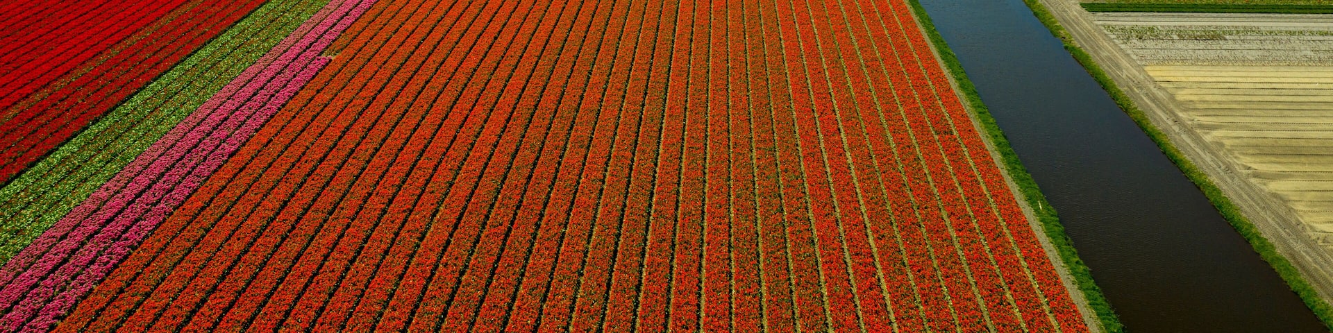 An aerial view of a large agricultural area with rows of red, pink, and green crops, a canal, and distant buildings.