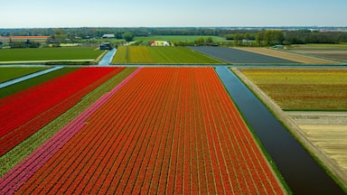 Vista aérea de una extensa zona agrícola con hileras de cultivos rojos, rosas y verdes, un canal y edificios a lo lejos.