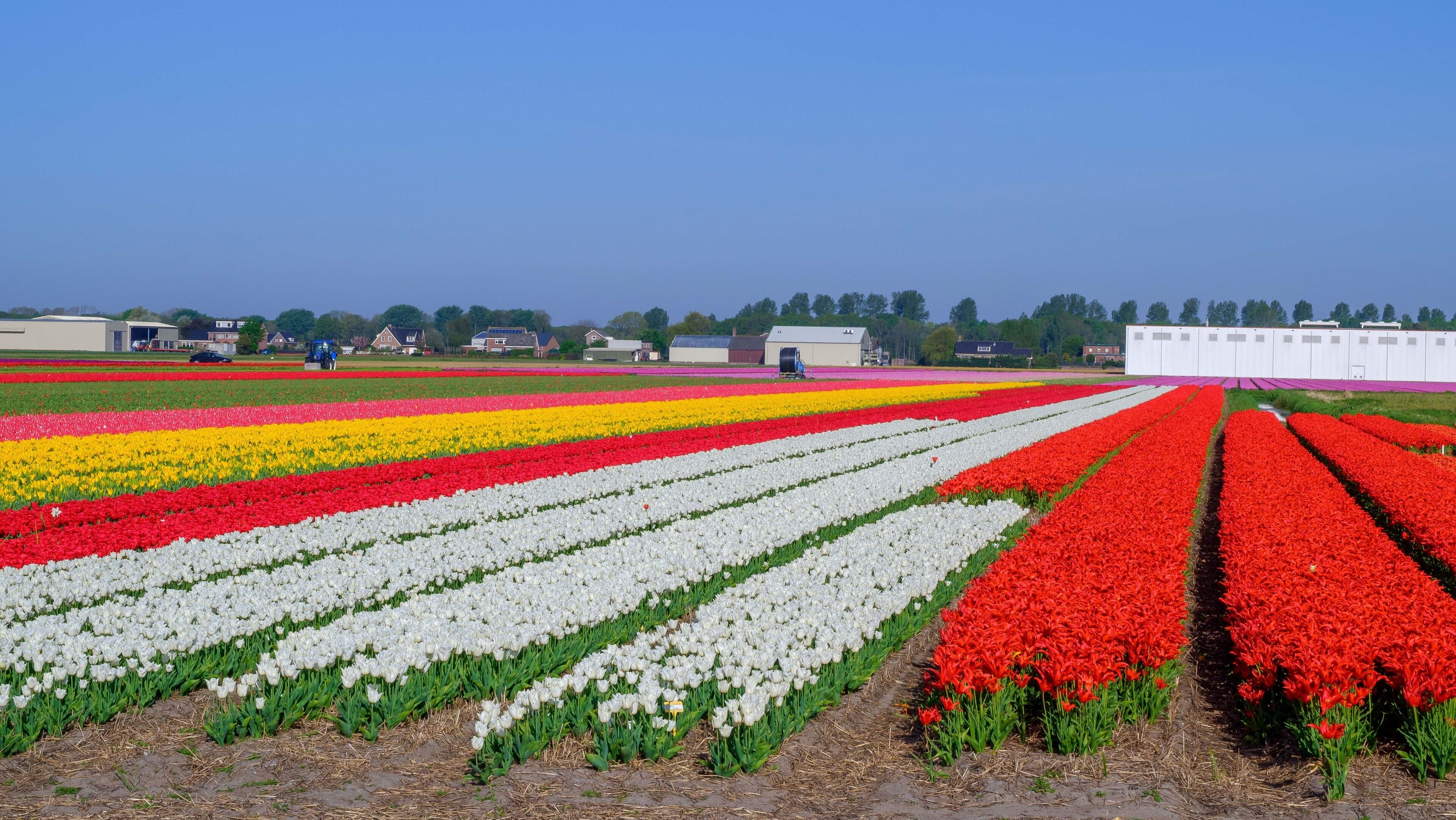 Blue sky and tulip field landscape, traditional dutch, Netherlands, Europe