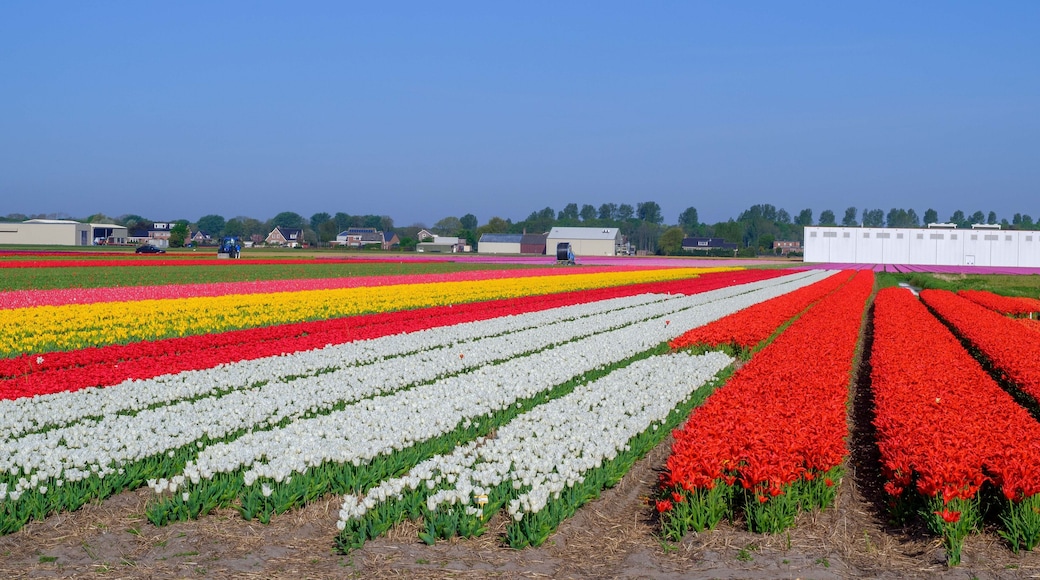Blue sky and tulip field landscape, traditional dutch, Netherlands, Europe