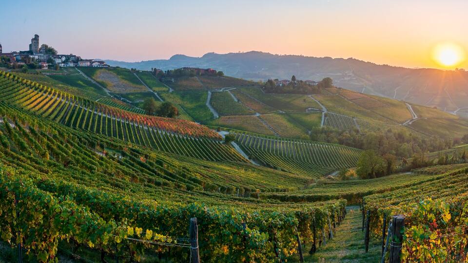 A vineyard with rows of grapevines, a historic building, and a hill in the background.