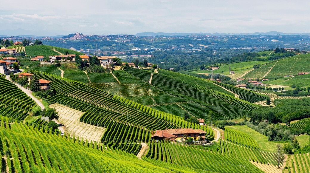 Vineyards near Barbaresco, Cuneo, in Langhe