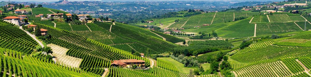 Vineyards near Barbaresco, Cuneo, in Langhe