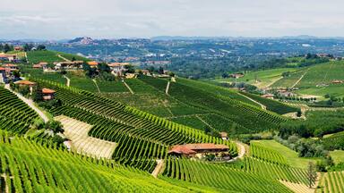 Vineyards near Barbaresco, Cuneo, in Langhe