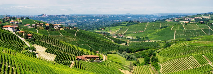 Vineyards near Barbaresco, Cuneo, in Langhe