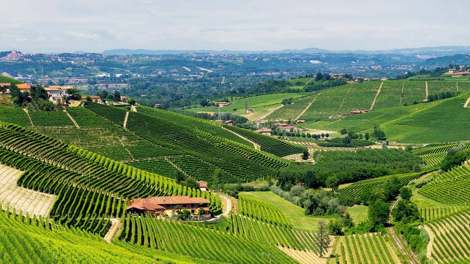 Terraced vineyards, rolling hills, and scattered houses.