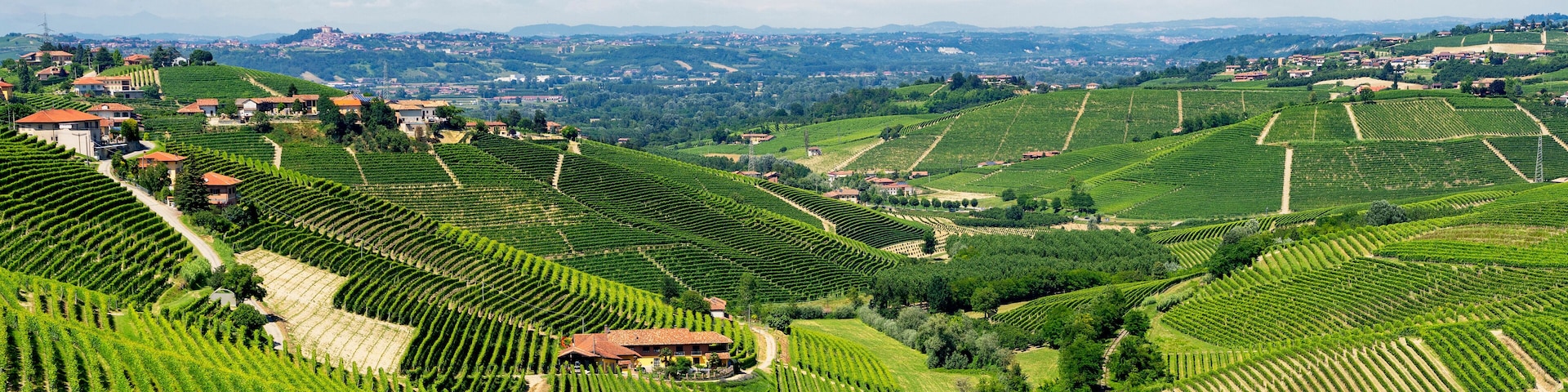 Vineyards near Barbaresco, Cuneo, in Langhe