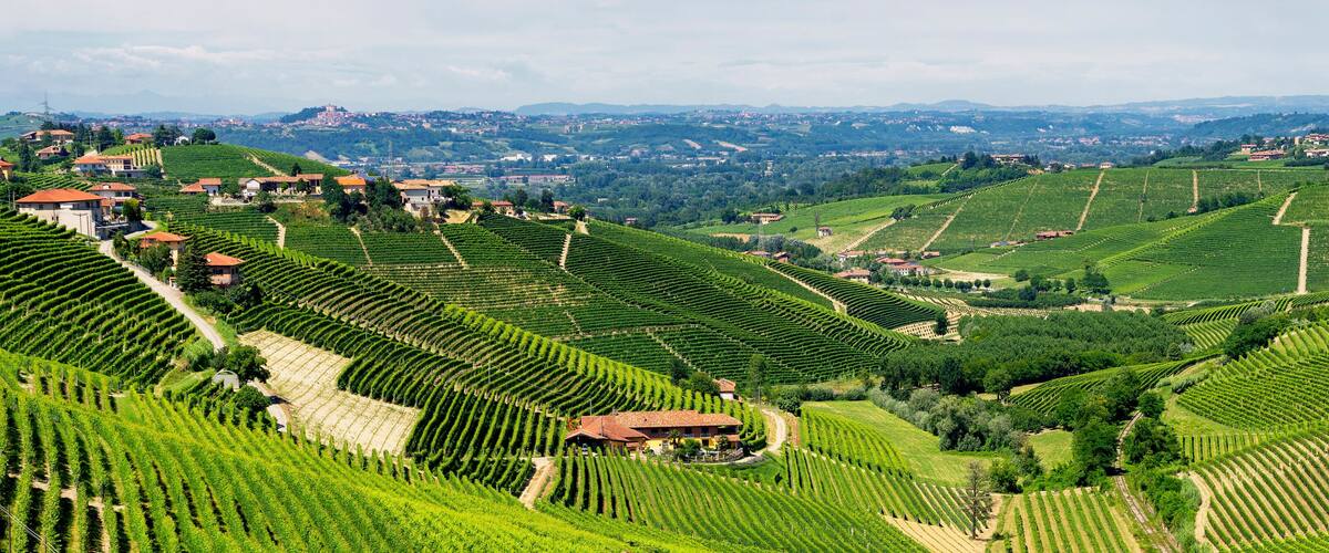 Terraced vineyards, rolling hills, and scattered houses.