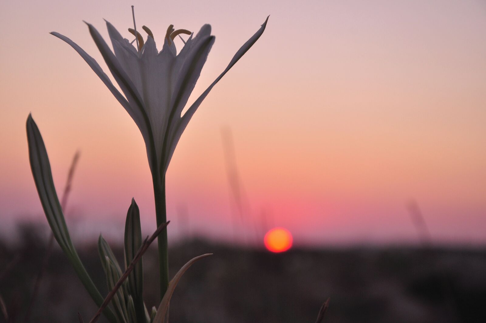 White beach sand, shallow water, particularly clear waters and fragrant, sand dunes, acacias and tamarisks, with a broad horizon and endless red sunsets: the so-called Maldive of Salento