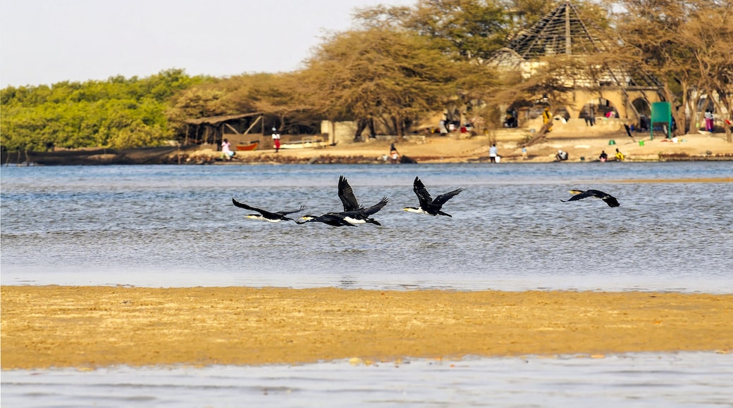 Vol de cormorans dans la lagune de La Somone au Sénégal