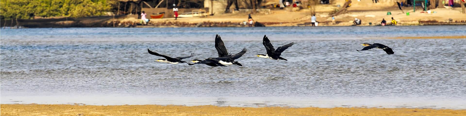 Vol de cormorans dans la lagune de La Somone au Sénégal