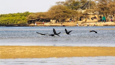 Vol de cormorans dans la lagune de La Somone au Sénégal