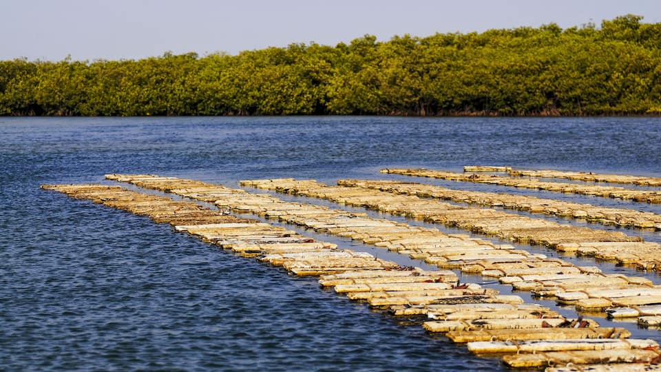 A body of water with floating wooden platforms and a dense green forest in the background.