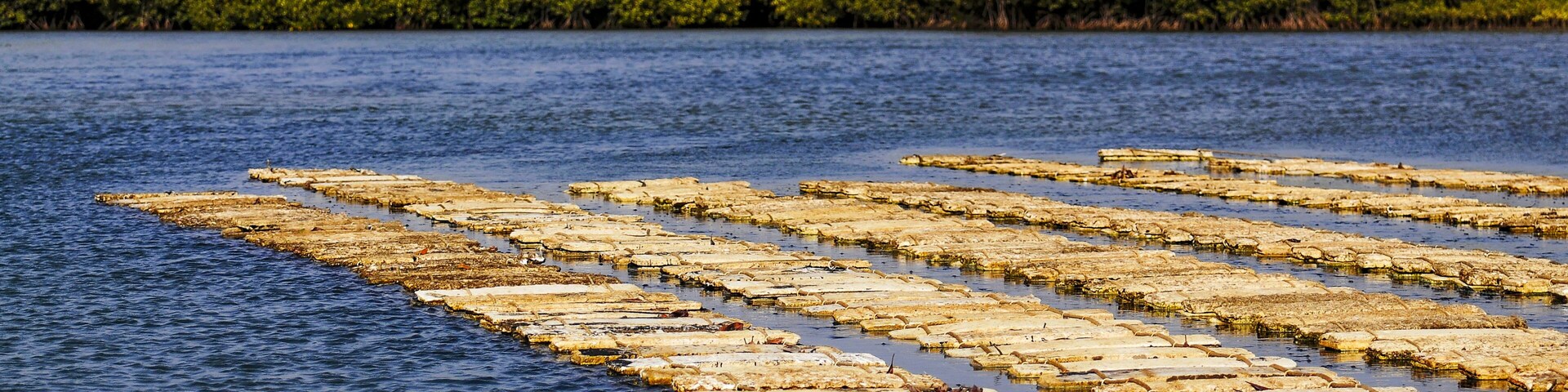 Un cuerpo de agua con plataformas de madera flotantes y un denso bosque verde al fondo.
