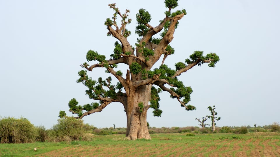 A large, sprawling tree with dense foliage in a grassy field.