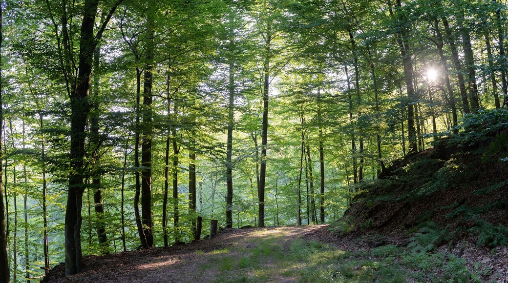 Niederbronn-les-Bains