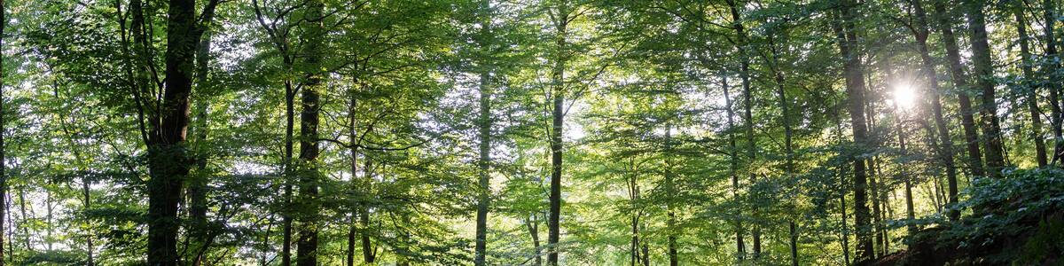 Route forestière dans la forêt vosgienne au petit matin