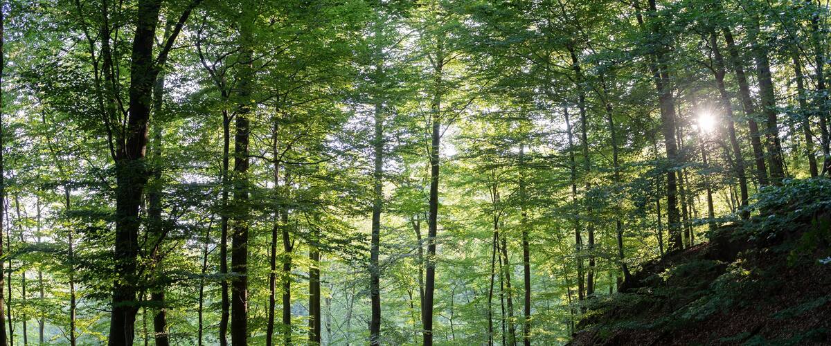 Route forestière dans la forêt vosgienne au petit matin