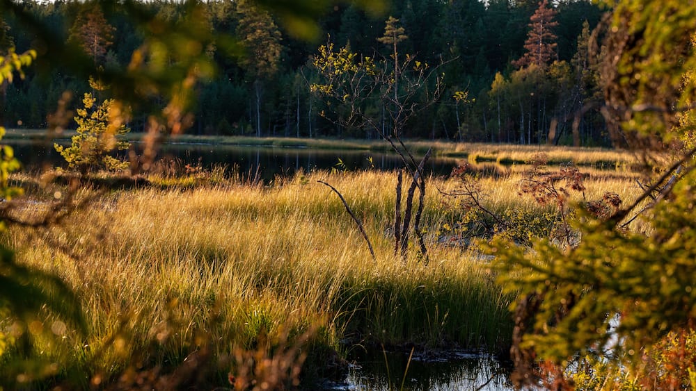 Beautiful evening light over small woodland lake