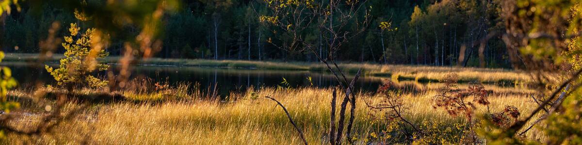 Beautiful evening light over small woodland lake