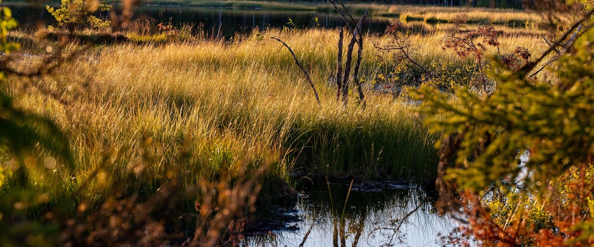 Beautiful evening light over small woodland lake