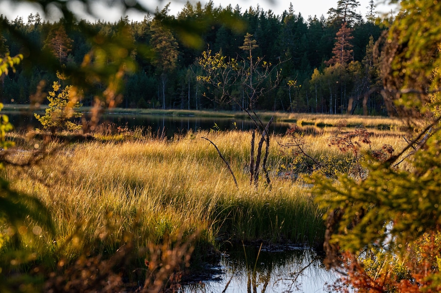 Beautiful evening light over small woodland lake