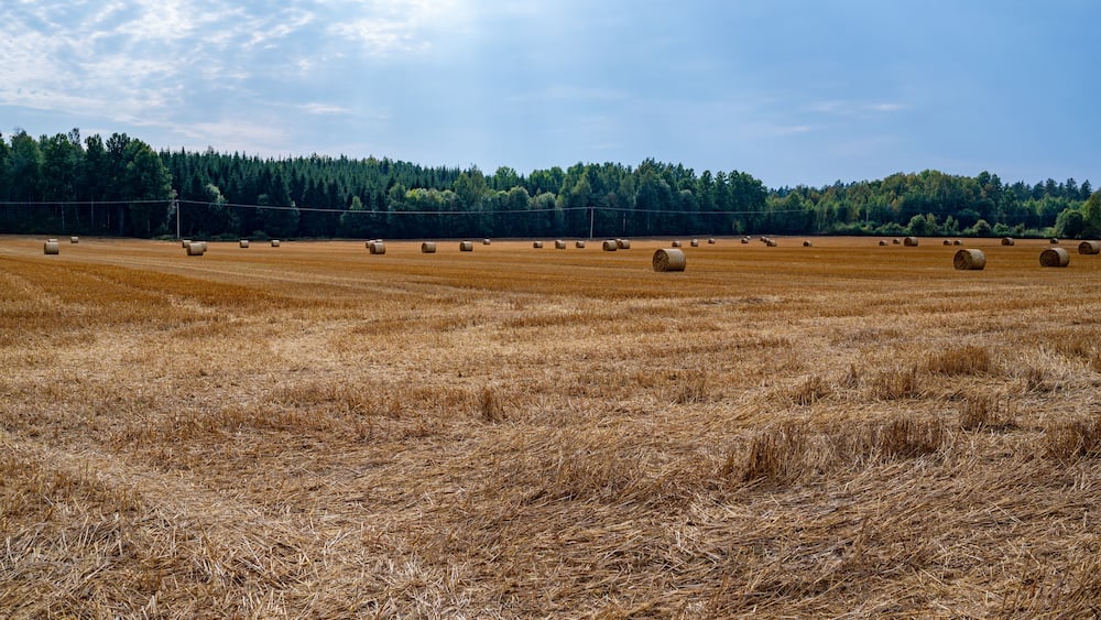 Un champ de bottes de foin dans un champ de blé doré, avec une forêt en arrière-plan.