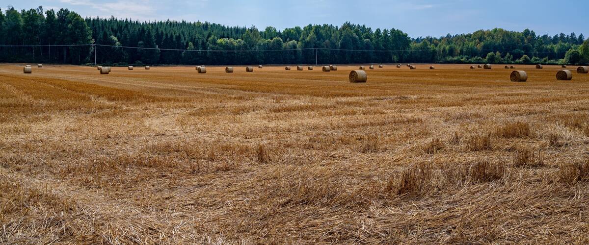 A field of hay bales in a golden wheat field with a forest in the background.