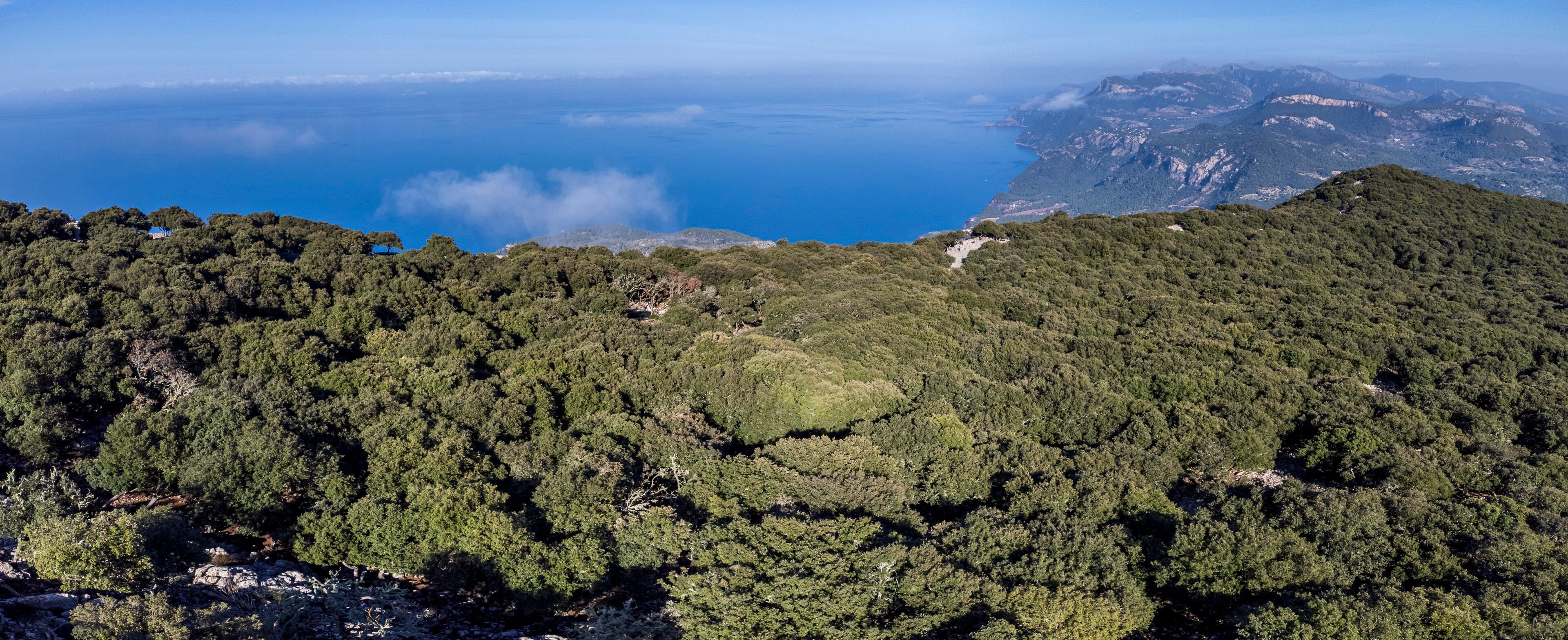 native oak forest of the Tramuntana mountain range, Planícia forest, border between the municipalities of Banyalbufar, Esporles and Puigpunyent. Mallorca, Balearic Islands, Spain