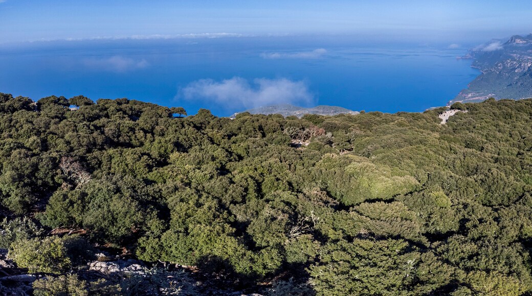 native oak forest of the Tramuntana mountain range, Planícia forest, border between the municipalities of Banyalbufar, Esporles and Puigpunyent. Mallorca, Balearic Islands, Spain
