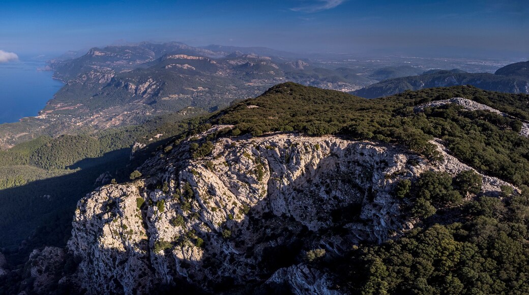 native oak forest of the Tramuntana mountain range, Planícia forest, border between the municipalities of Banyalbufar, Esporles and Puigpunyent. Mallorca, Balearic Islands, Spain
