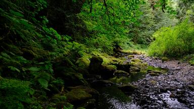 Beaver Creek - Clatskanie, OR
