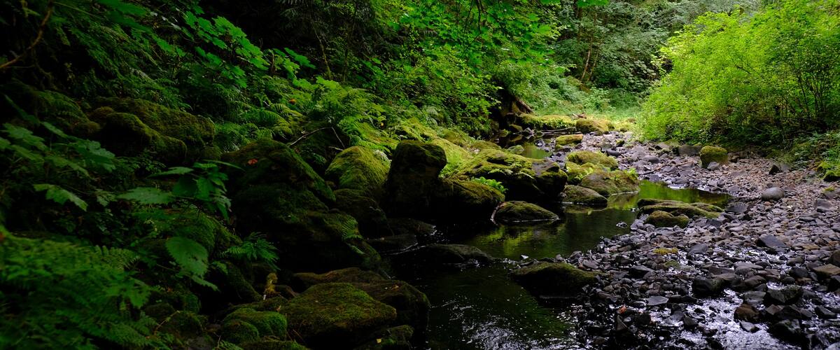 A forest stream with moss-covered rocks and dense green foliage.