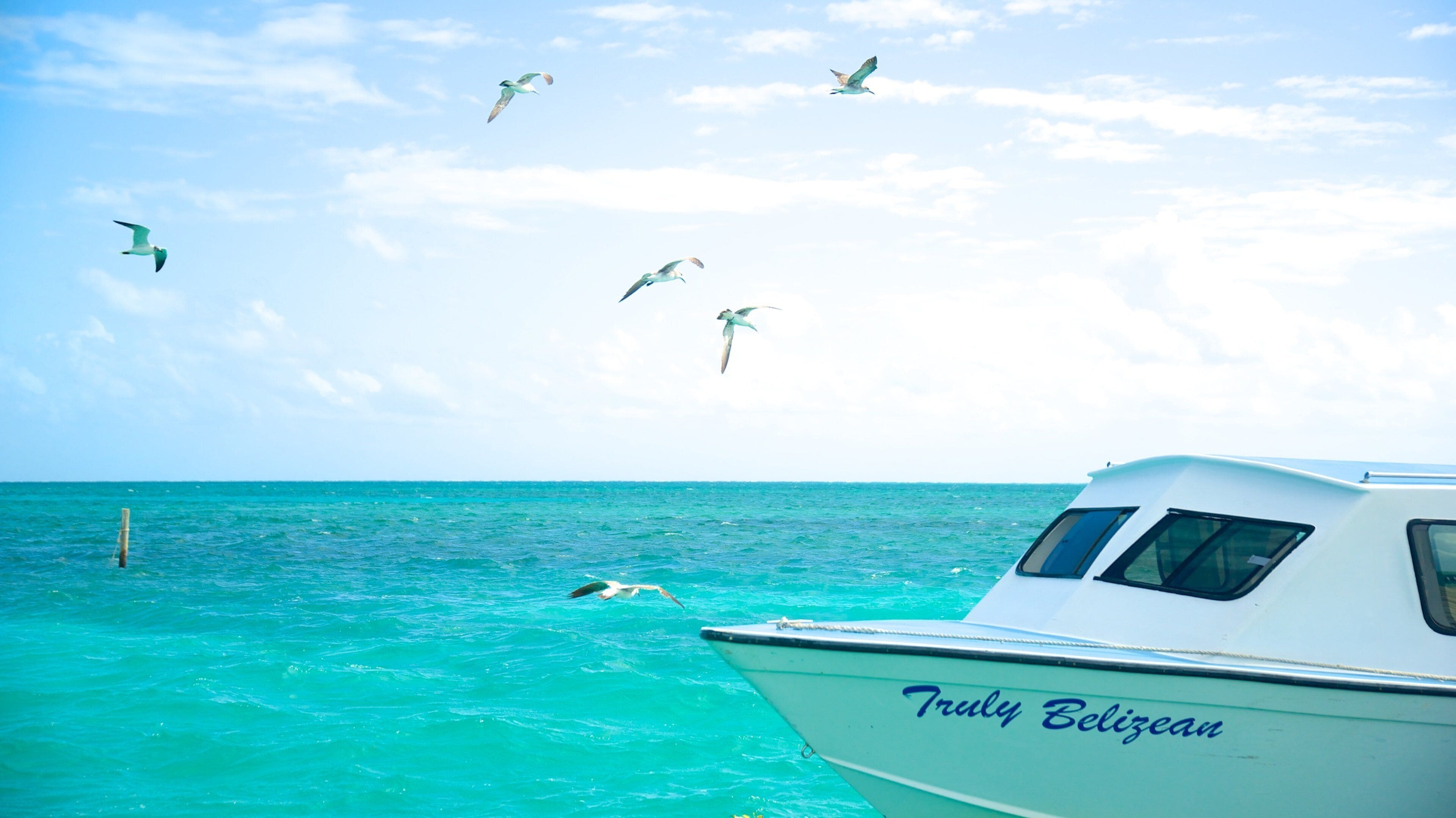 Caye Caulker showing general coastal views, boating and bird life