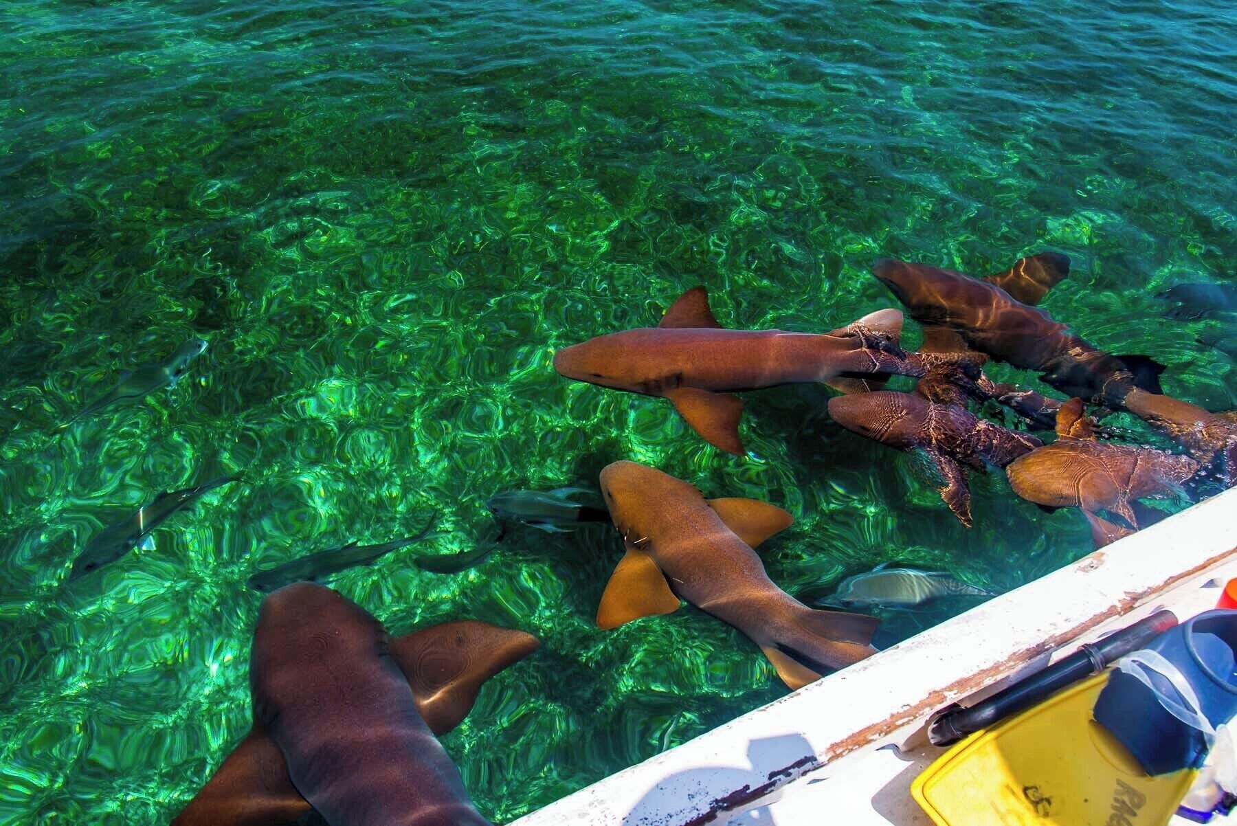 Snorkelling with dozens of nurse sharks in the marine sanctuary of Caye Caulker #Wildlife
#Trovember