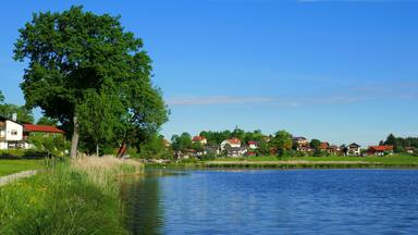 A calm lake with a large tree on the left, a row of houses with red roofs in the background, and a clear blue sky.