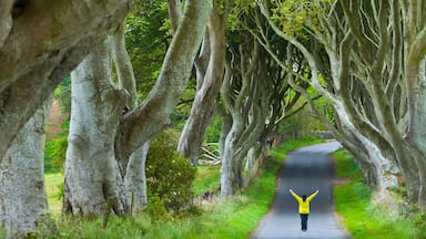 A person in a yellow shirt standing on a road surrounded by trees.